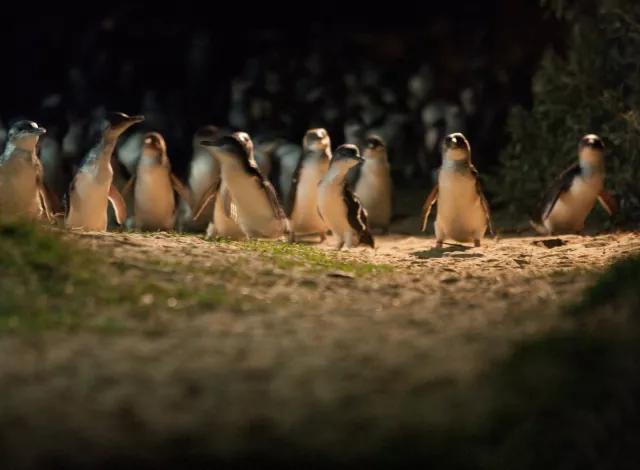 墨尔本大洋路自驾游攻略,墨尔本企鹅岛自驾攻略
