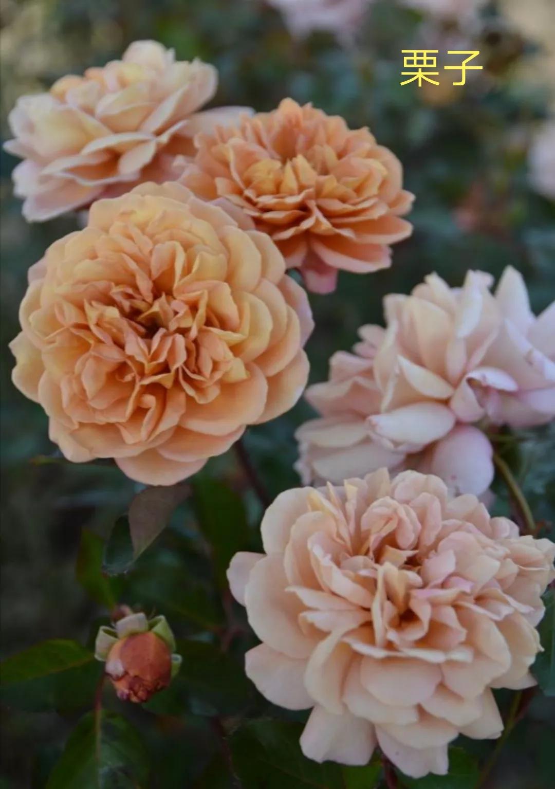 木村卓功推荐的月季,木村卓功月季