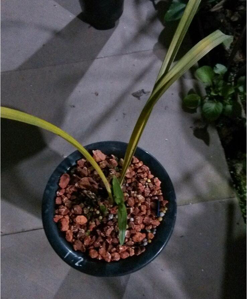 花瓶的兰花叶片发黄怎么处理,兰花叶片发黄需要施什么肥料