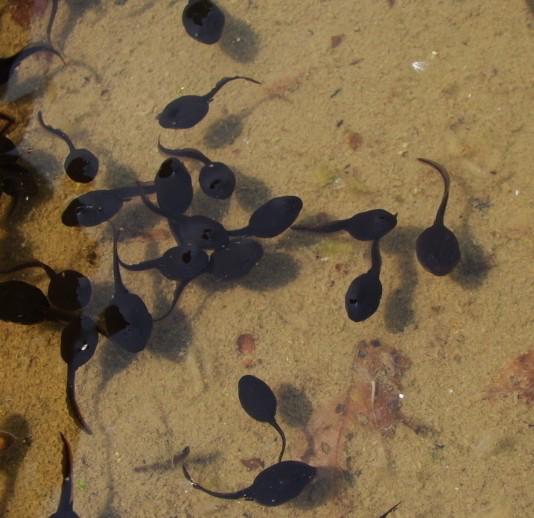 蝌蚪会变成青蛙还是变成癞蛤蟆,蝌蚪会不会变成蛤蟆