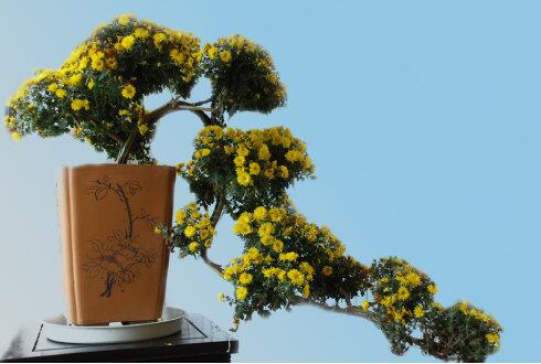 识别常见30种园林观赏植物,春季观花景观植物