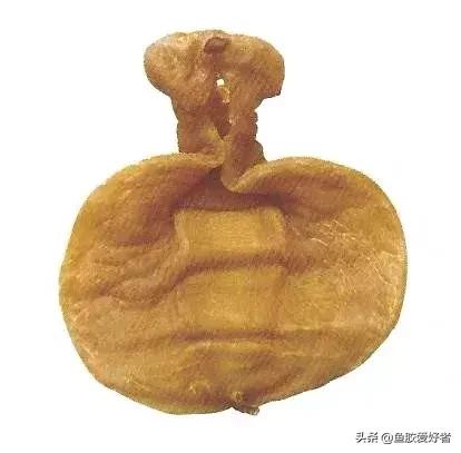 土鳘和赤嘴鳘的区别图片,鱼胶科普视频