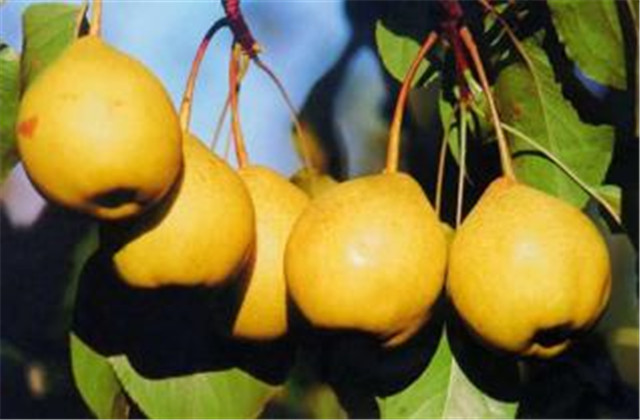 梨树病虫害防治一览表,梨树病虫害防治时间表最新