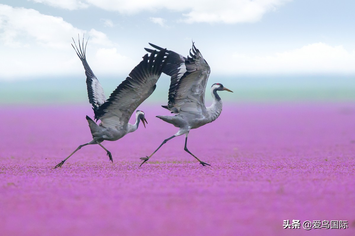 鸟类最好看的照片,100张绝美鸟类图片