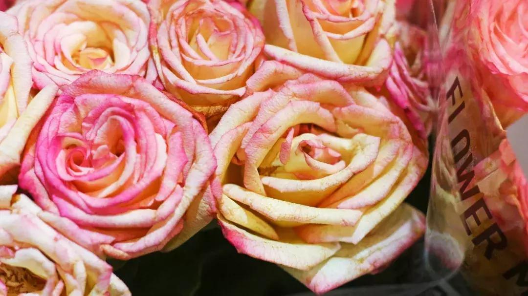 厦门这家超浪漫的鲜花餐厅,厦门最好看的花店