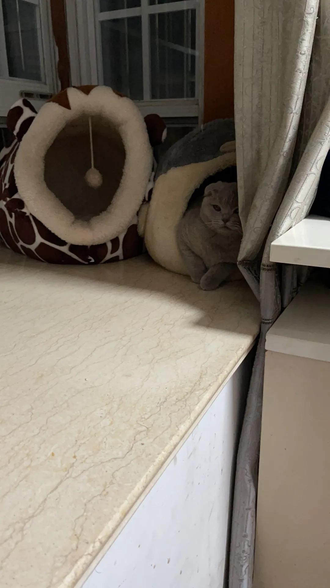 怎么花钱少把猫养胖,普通人养小猫最低成本