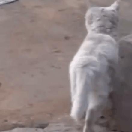 猫吃钢丝球视频,吃钢丝球的猫咪