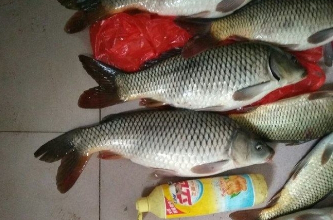 鲫鱼特殊钓法,天气一热我就脾气暴躁