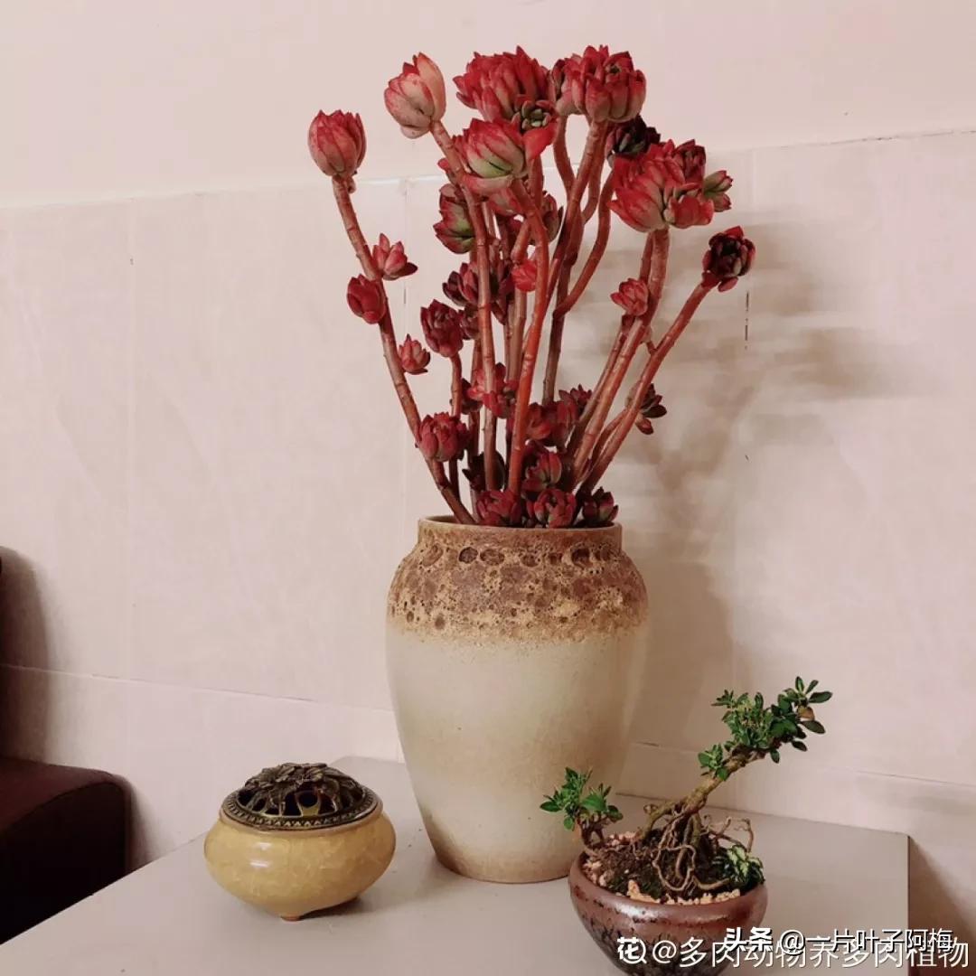 哪些多肉适合养老桩?多肉老桩摆窗台最精致了,看一眼就忘不了