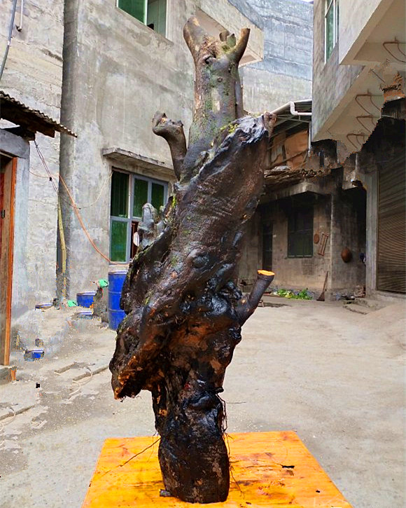 金弹子熟桩带根怎么上盆后掉叶子,金弹子下山桩换盆的正确方法