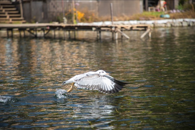 消失的地平线上的“香巴拉”和“女儿国”（二）