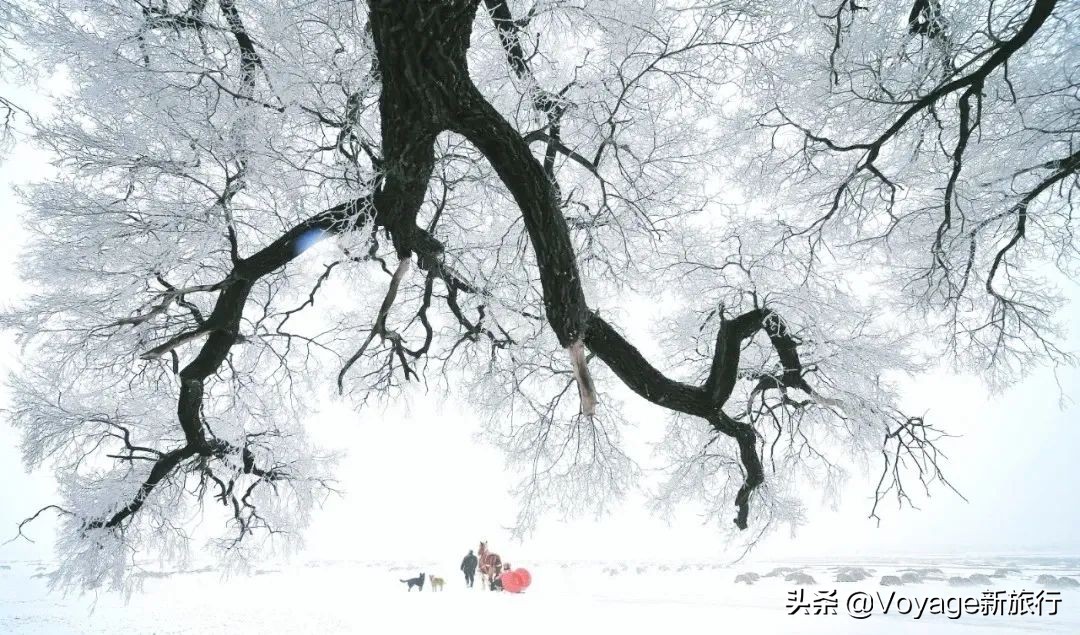 挑战21世纪最低温！我们为你盘点了比“泼水成冰”更美的冬日限定