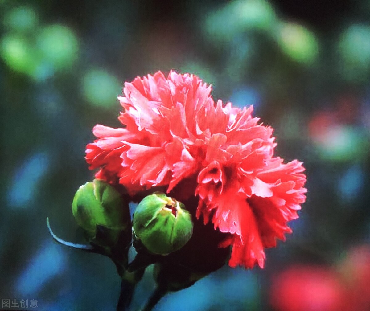 母亲节为什么五月份第一个星期天,为什么母亲节是每年第二个星期日