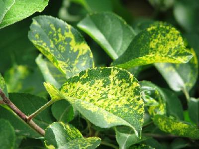苹果花叶病最佳治疗方法,苹果花叶病病症类型