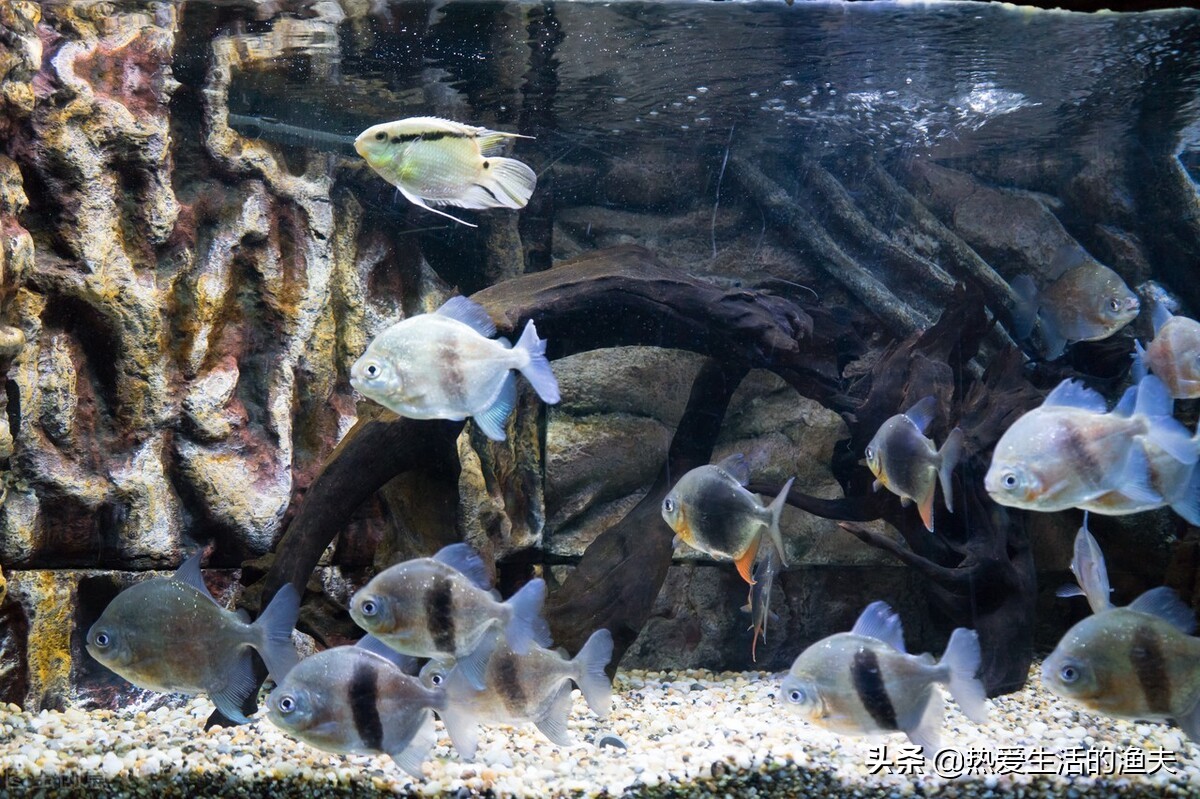 鱼缸换水能一次换全部吗,鱼缸换水可以直接换溪水吗