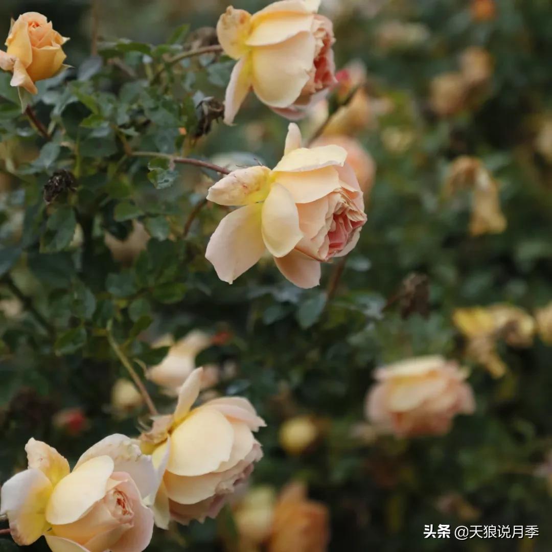 人家最美四月天，天狼自育终于打折了！15个品种供你宠信。