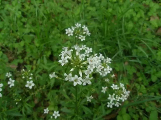 农村常见野花野草,这些野菜农村随处见
