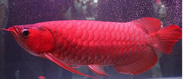 比较有灵性的中大型观赏鱼,威武霸气的观赏鱼有哪些品种