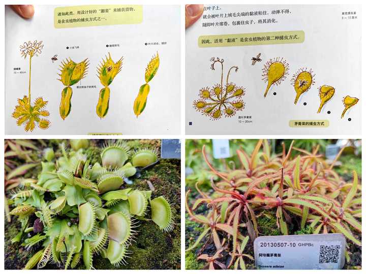 植物奇葩说：不仅会打架，会残杀厮杀，还会捕食昆虫呢