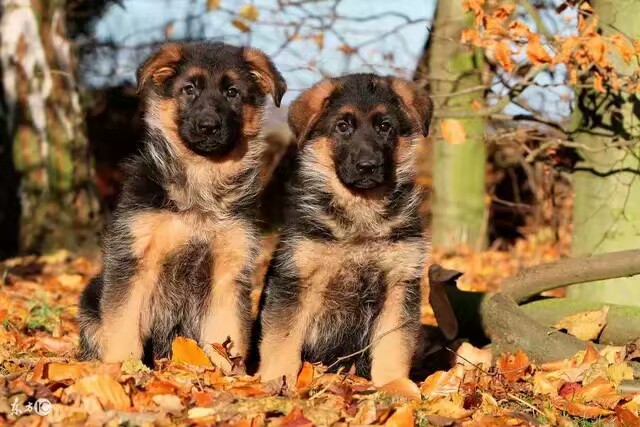 德国牧羊犬图片霸气大全集,德国牧羊犬图片精品