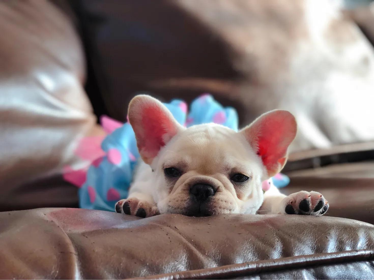 宠物狗驱虫后的注意事项,幼犬体内驱虫要注意什么