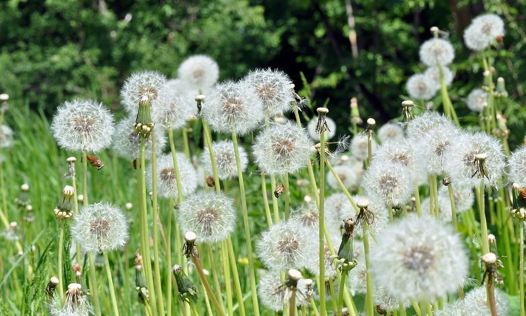 风寒感冒咳嗽流鼻涕喝蒲公英水,感冒嗓子疼能用蒲公英根泡水喝吗