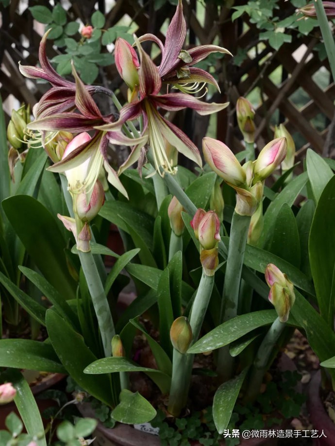 朱顶红阿弗雷爆盆,朱顶红多大口径盆合适