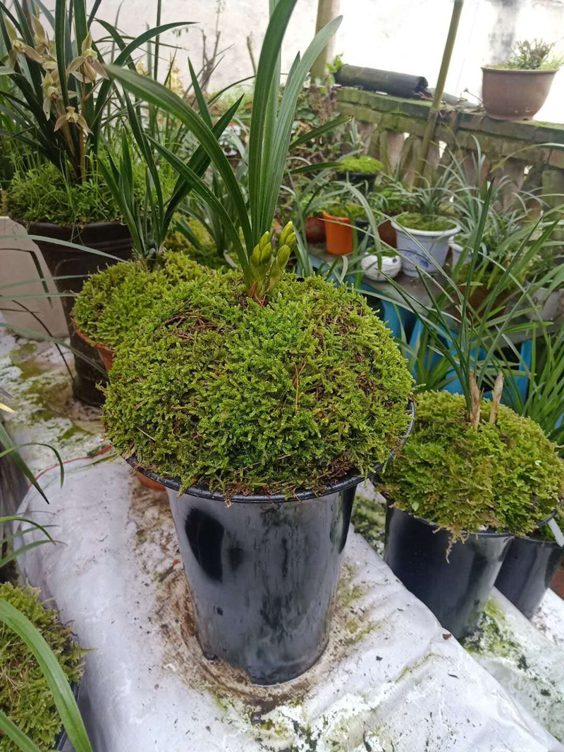 兰花碎石上面要不要盖青苔,兰花如何长青苔和叶子枯黄