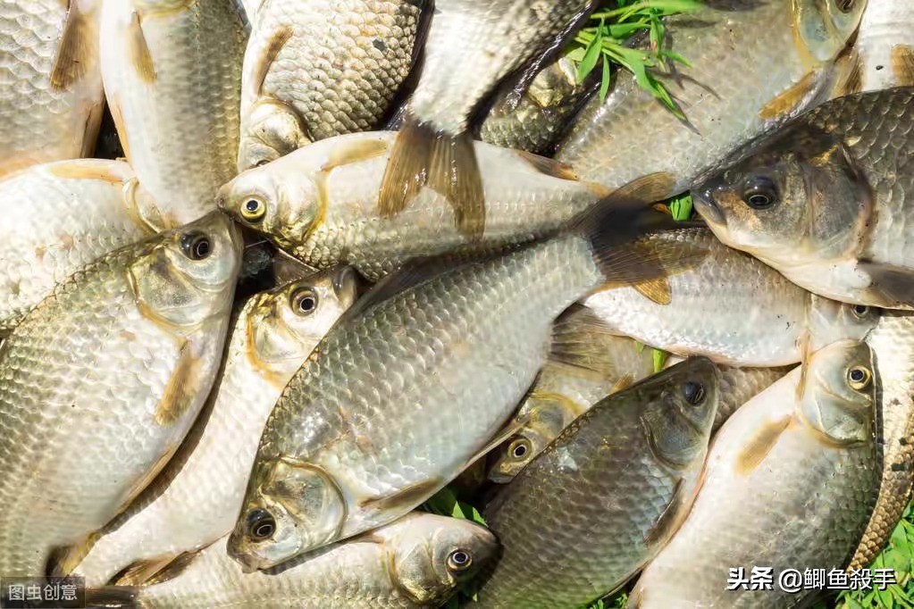 小雪钓鲫鱼钓多深,小雪钓鲫鱼最佳时间
