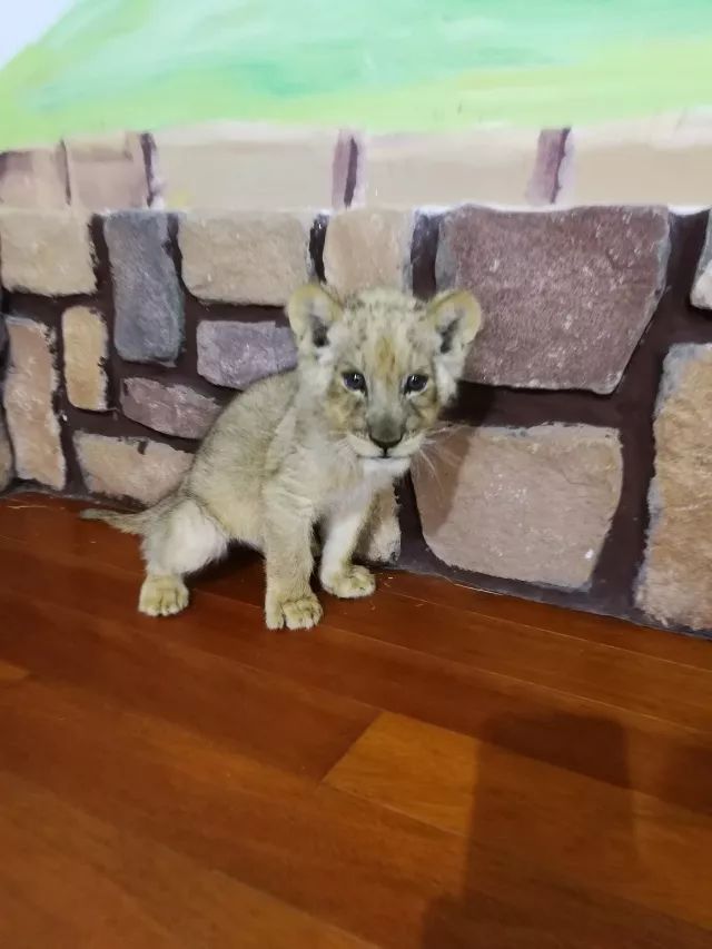 在上海迪士尼怎么玩比较快呢,在上海迪士尼玩一整天