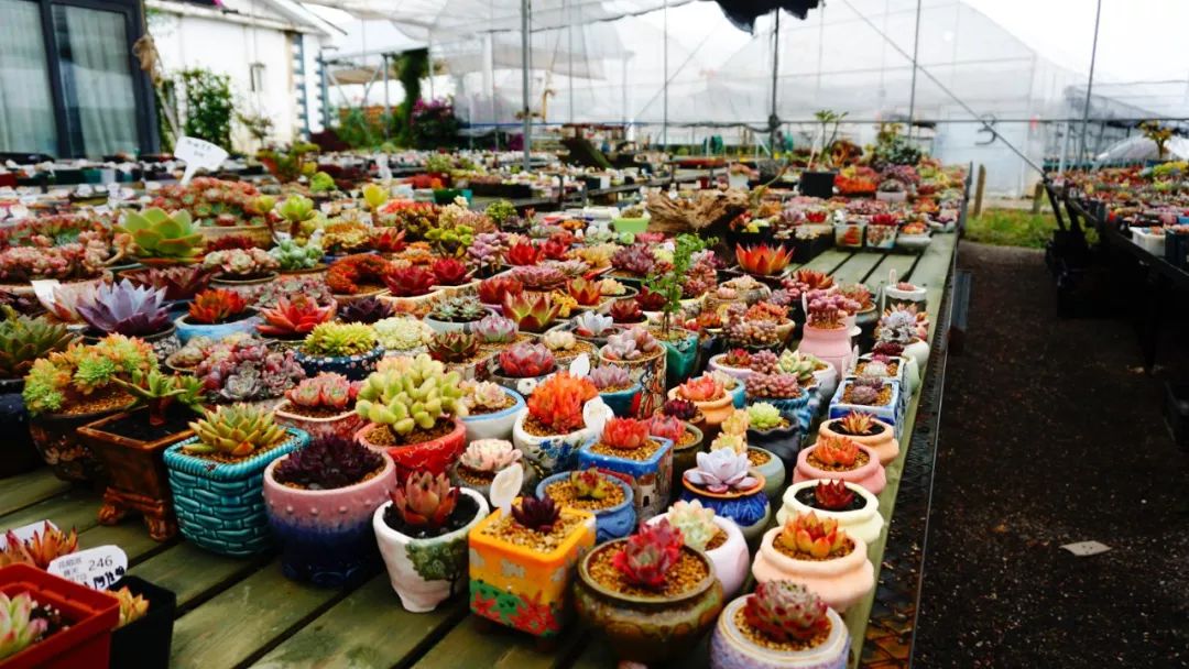 多肉基地批发生石花直播,多肉生石花直播销量第一名