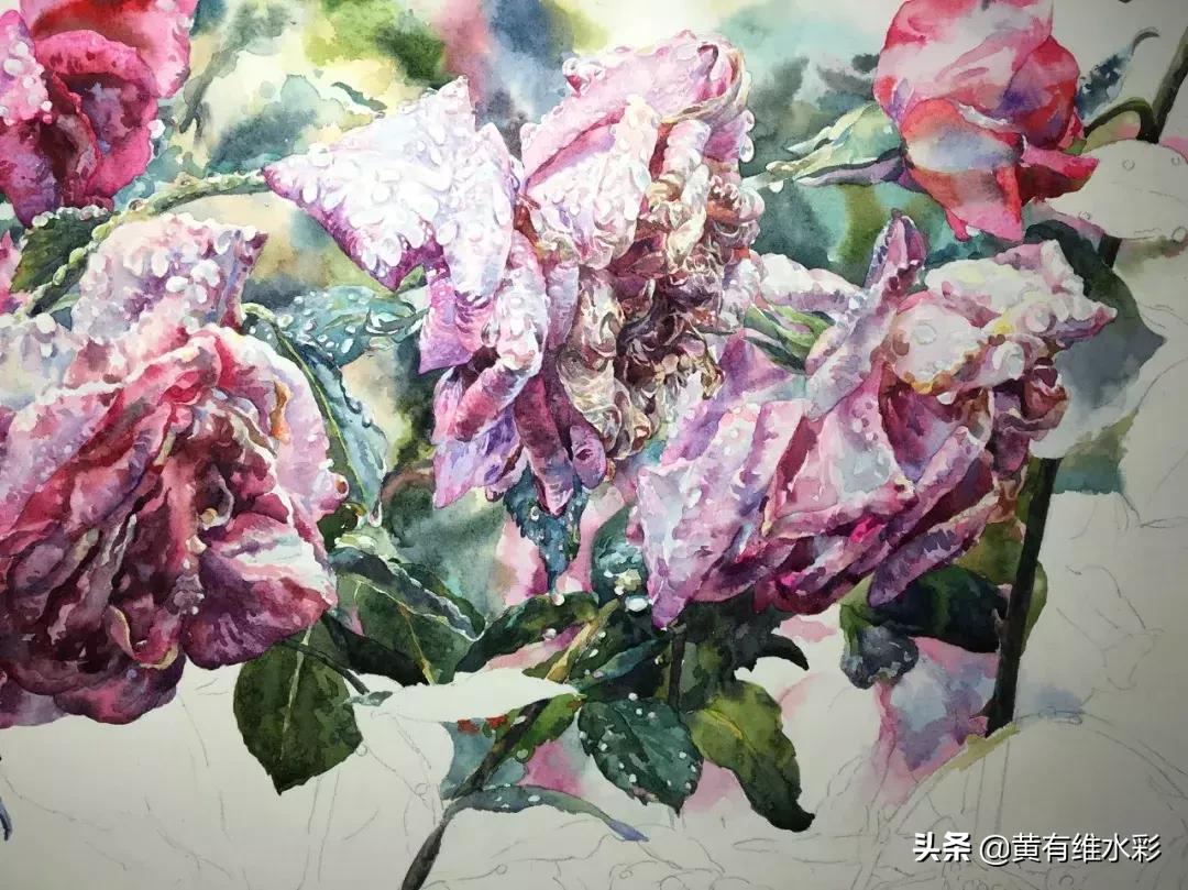 小清新水彩画玫瑰花,水彩画雨中玫瑰