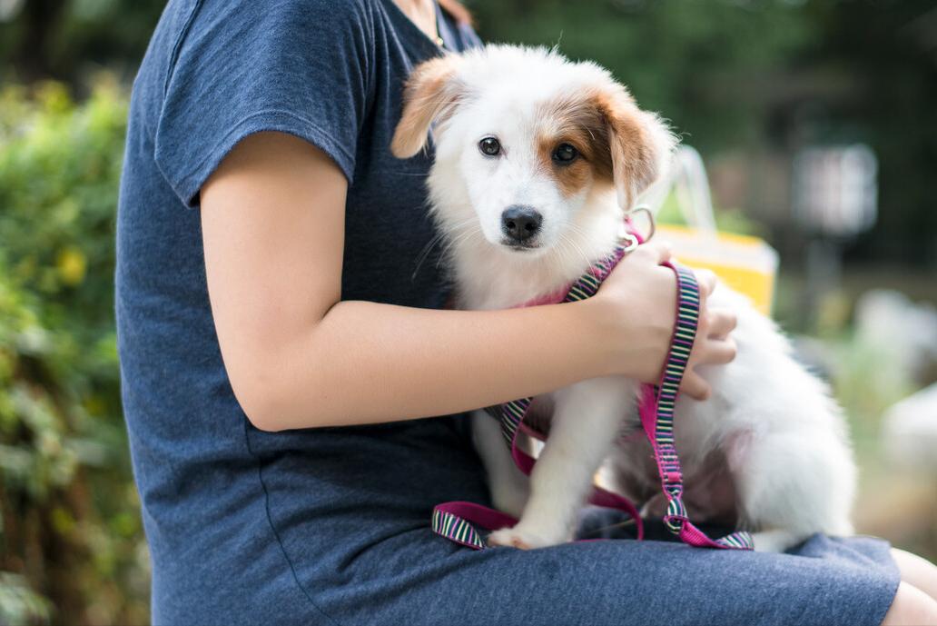 养小型犬公的好还是母的好,养公狗和养母狗的7大差别