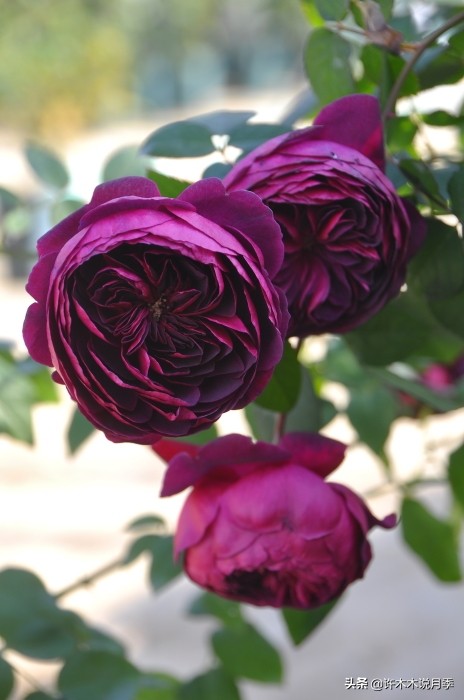 世上有黑色的花吗,世上有黑玫瑰吗