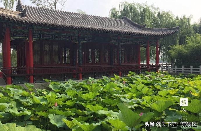 济南万竹林,济南万竹园竹子品种