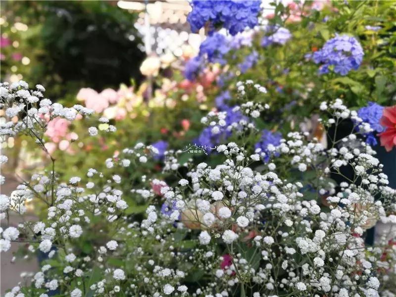 天竺葵的养护视频,垂吊天竺葵的养护