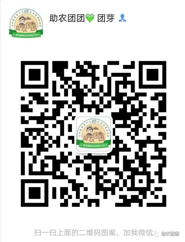 助农产品水果猕猴桃,贵州六盘水红心猕猴桃助农