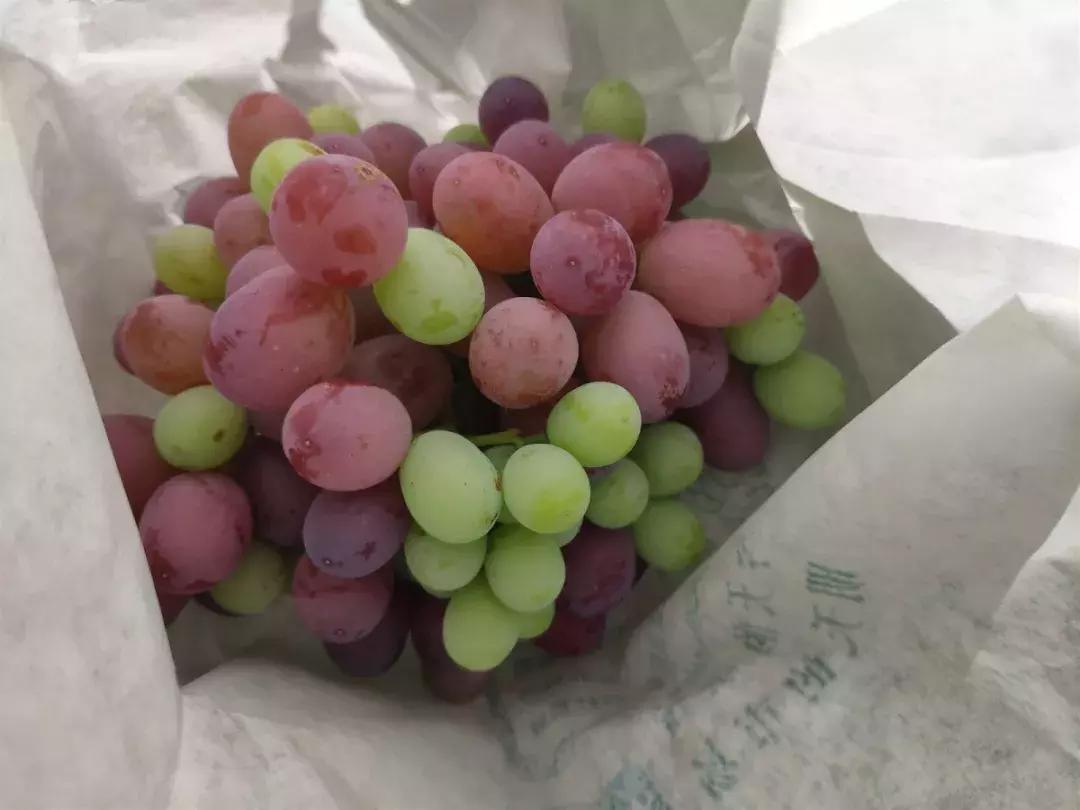 葡萄的转色病该如何防治,夏黑葡萄转色最佳方法