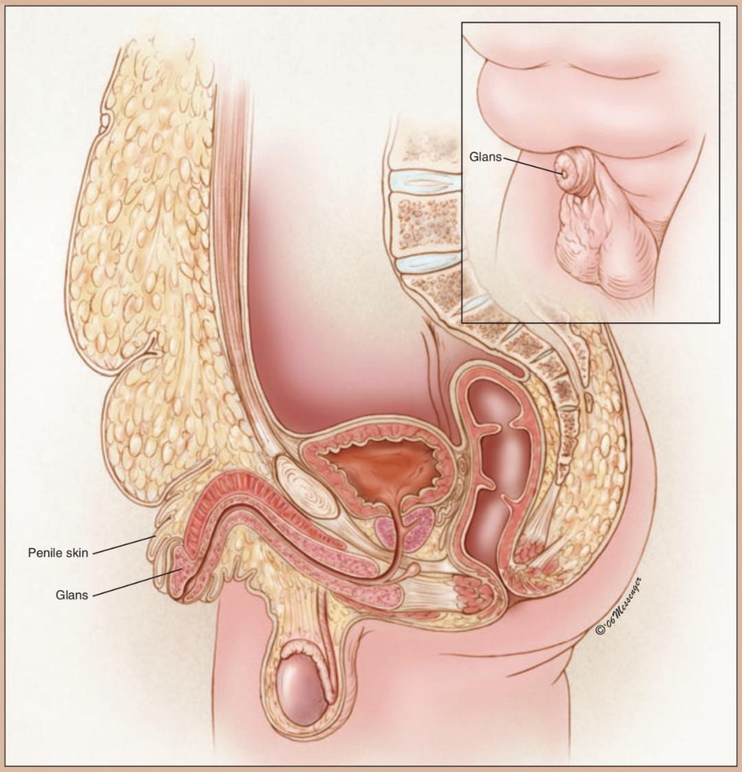 男人越胖能力越差吗,男性一胖胸部就肥大