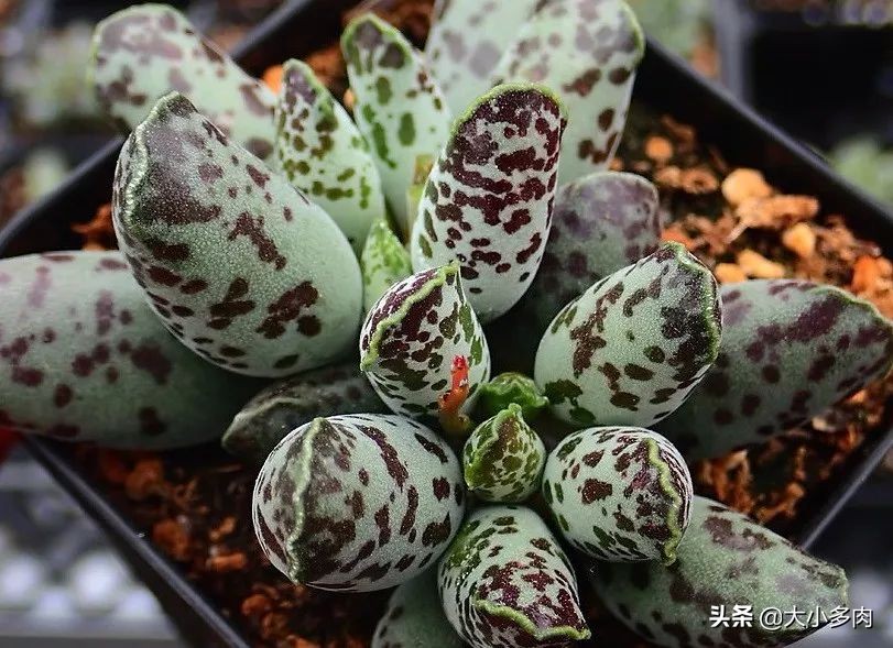 水泡海豹和粉海豹,水泡海豹种类大全大图