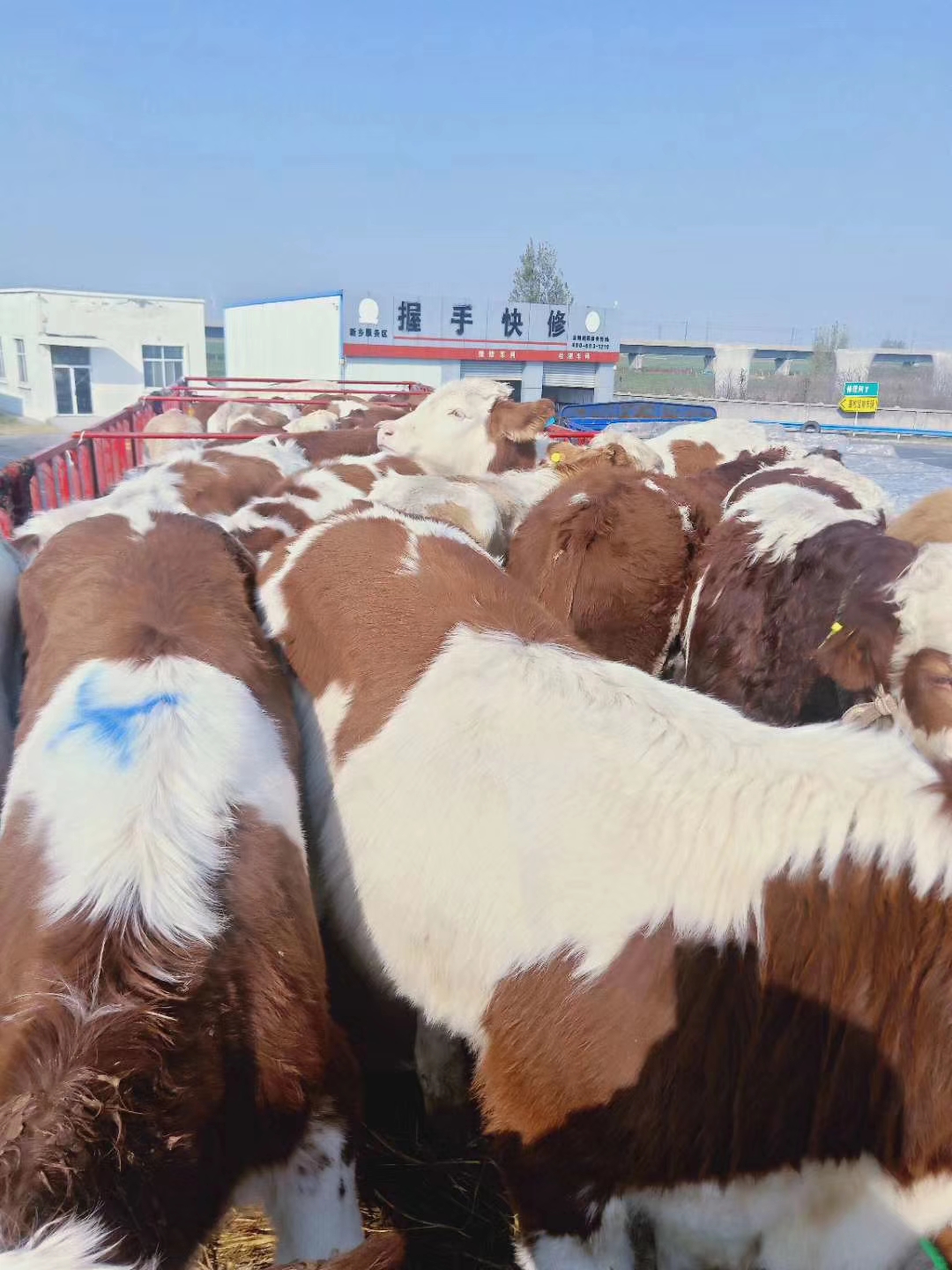 养牛形势怎样,养牛的趋势近几年会好吗