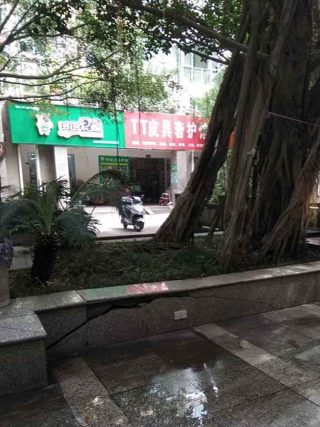 成都网友投诉怡丰新城小区榕树成灾危及行人，高新管委会回应