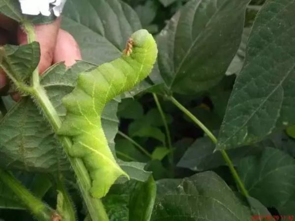 外地亲家来连云港送什么特产呢,外地人回连云港必买的特产