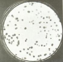 细胞美容学之父——张红凯博士