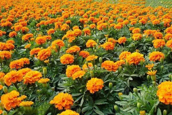 孔雀草叶,孔雀草花色艳丽