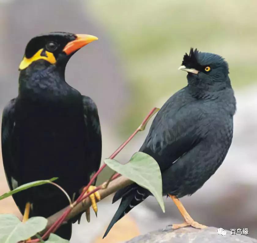 鹩哥和八哥寿命,八哥和鹩哥繁殖