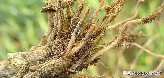 地下害虫怎么防治效果最好,多种地下害虫的防治方法