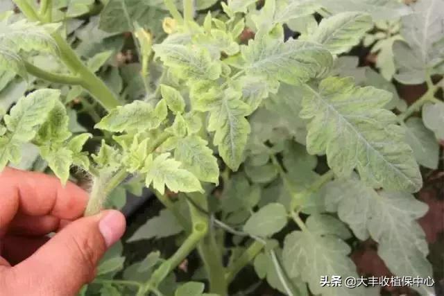 植物“癌症”病毒病高发，轻则减产，重则绝收！牢记10大防治要点