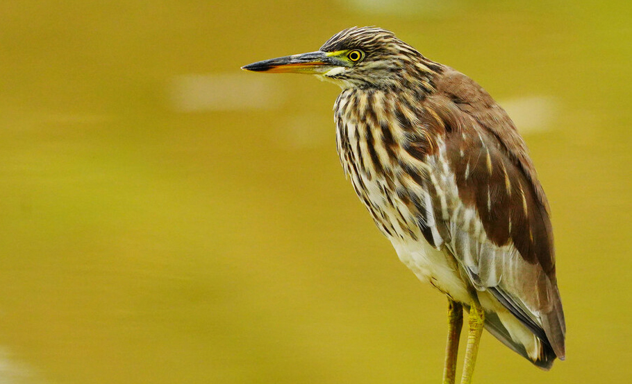 东江揽胜,惠州淡水常见鸟类图谱