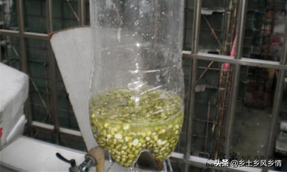 发豆芽的简单方法用绿豆,发豆芽最简单的方法教案
